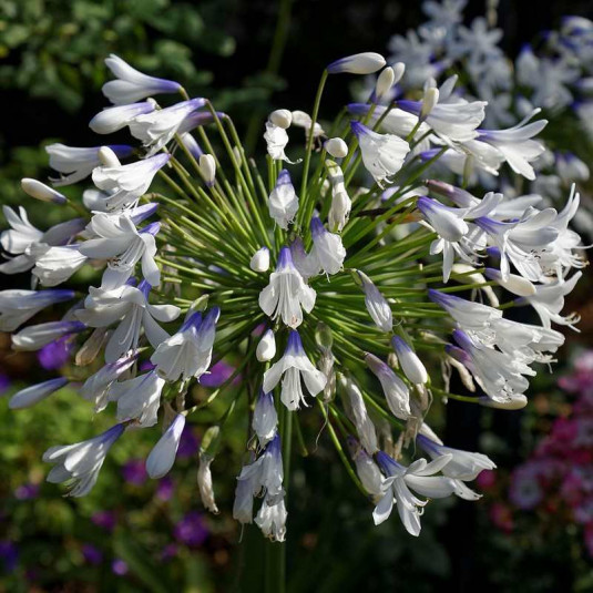 Agapanthus 'Queen mum'® - Agapanthe persistante à fleur bicolore