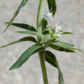 Pycnanthemum pilosum - Menthe velue des montagnes