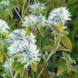 Pycnanthemum flexuosum - Menthe des montagnes d'Amérique