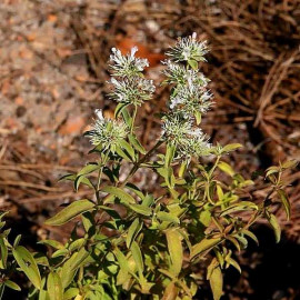 Pycnanthemum flexuosum - Menthe des montagnes d'Amérique