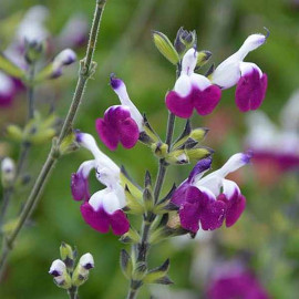 Salvia greggii 'Amethyst Lips' - Sauge bicolore blanc et violine