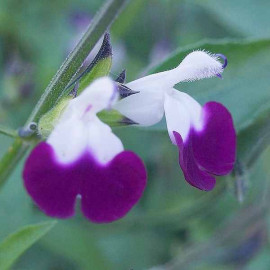 Salvia greggii 'Amethyst Lips' - Sauge bicolore blanc et violine