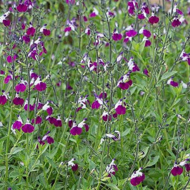 Salvia greggii 'Amethyst Lips'® - Sauge bicolore blanc et violine