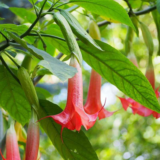 Brugmansia cordata 'Super Spot' - Datura à fleurs rouges