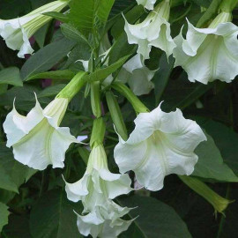 Brugmansia cordata 'Pat' - Datura à fleurs blanches