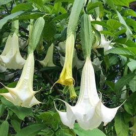 Brugmansia cordata 'Pat' - Datura à fleurs blanches