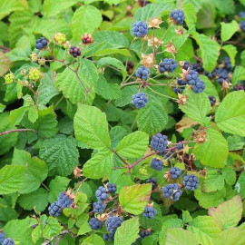 Rubus caesius - Ronce bleue