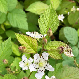 Rubus caesius - Ronce bleue