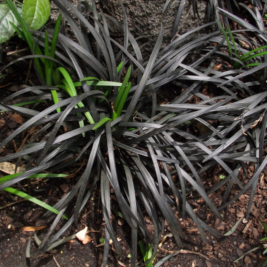 Ophiopogon planiscapus 'Nigrescens' - Plante à feuilles de Graminée noire