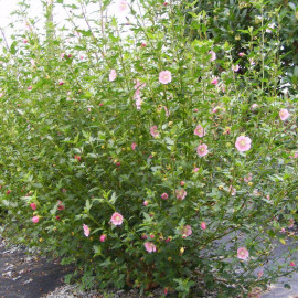 Anisodontea capensis - Lavatère rose nain - Mauve du Cap