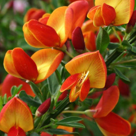 Cytisus scoparius 'Lena' - Genêt bicolore rouge et orange - Genêt de feu