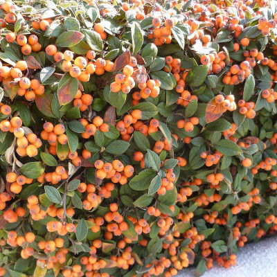 Cotoneaster franchetii -...