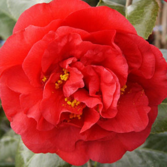 Camellia japonica 'Kramer's Supreme' * - Camélia d'hiver rouge parfumé