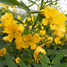 Cassia corymbosa - Senna - Séné jaune