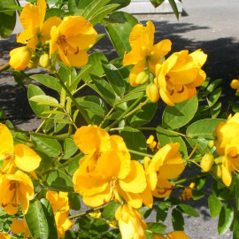 Cassia corymbosa - Senna - Séné jaune