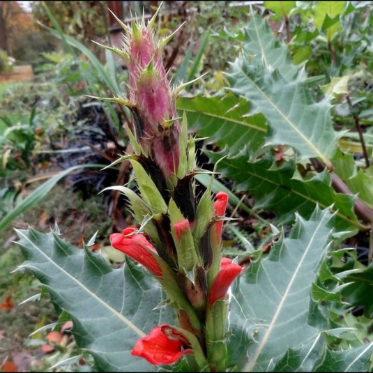 Acanthus 'Sennii' - Acanthe à fleurs rouges