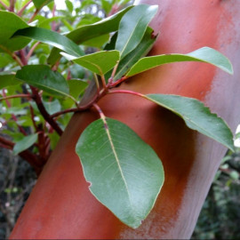 Arbutus x andrachnoïdes - Arbousier hybride - écorce rouge