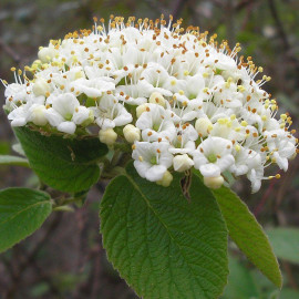 Viburnum lantana * - Viorne cotonneuse - Viorne commune à baies rouges