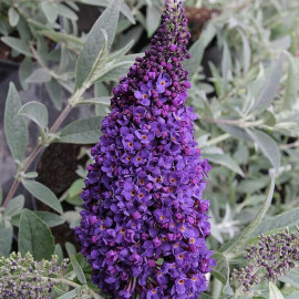 Buddleia davidii Buzz 'Midnight'® - Petit arbre aux papillons violet nain