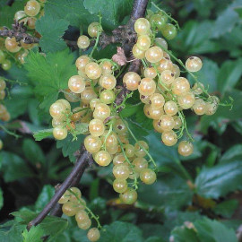 Ribes rubrum 'Witte Hollander' - Groseillier à grappes blanches