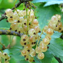 Ribes rubrum 'Witte Hollander' - Groseillier à grappes blanches