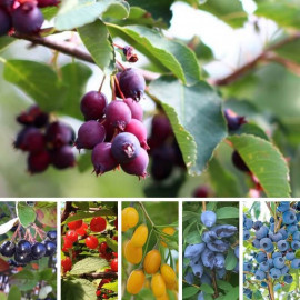 Assortiment de fruitiers petits fruits – Lot de 10 plants