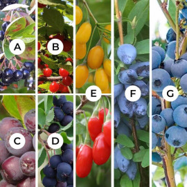 Assortiment de fruitiers petits fruits – Lot de 10 plants