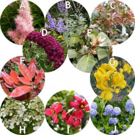 Haie à floraison estivale – Lot de 10 plants
