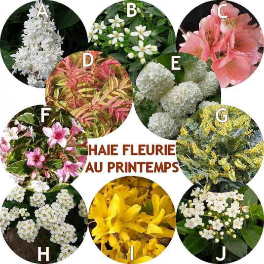 Haie à floraison printanière – Lot de 10 plants