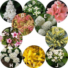 Haie à floraison printanière – Lot de 10 plants