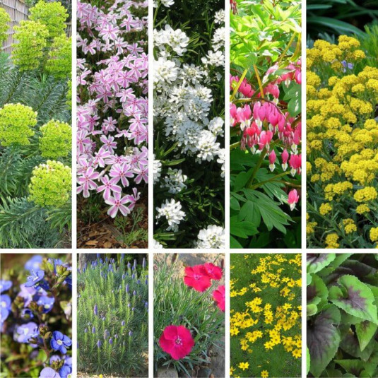 Massif de vivaces à floraison printanière – Lot de 10 plants