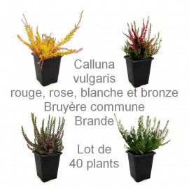 Assortiment de Bruyères d'été (Calluna) – Lot de 40 plants