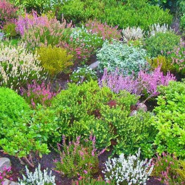 Assortiment de Bruyères d'été (Erica) – Lot de 40 plants