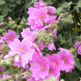 Lavatera 'Bredon Spring' - Lavatère arbustif - Mauve en arbre rose