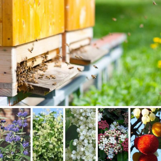 Haie écologique pour les abeilles – Lot de 10 plants