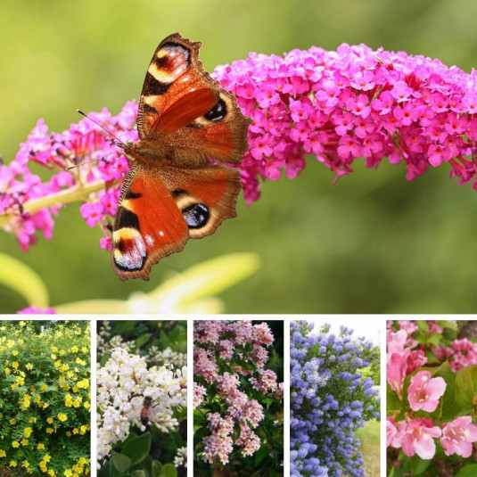 Haie écologique pour les papillons – Lot de 10 plants