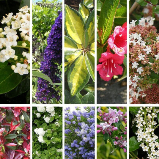 Haie variée décorative et fleurie – Lot de 10 plants