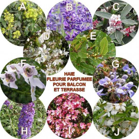 Sélection pour terrasse ou balcon à fleurs parfumées – Lot de 10 plants