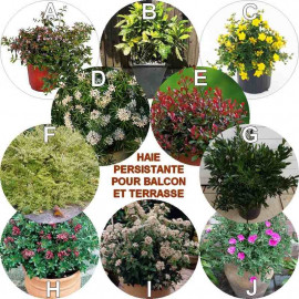 Sélection pour terrasse ou balcon persistante – Lot de 10 plants