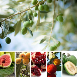 Sélection de fruitiers Méditerranéens – Lot de 10 plants
