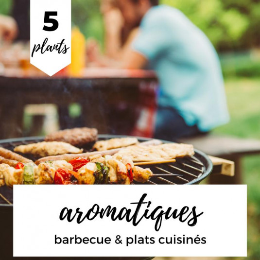 Sélection d’aromatiques pour barbecue – Lot de 5 plants