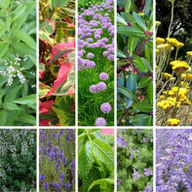 Massif de vivaces aromatiques – Lot de 10 plants
