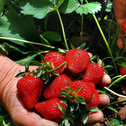 Fragaria ananassa Belmona® Red - Fraisier à fraises rouges précoces