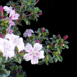 Serissa foetida 'Variegated Pink' - Rose des neiges panaché