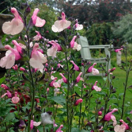Salvia greggii 'Joy' - Sauge bicolore compacte rose et blanc