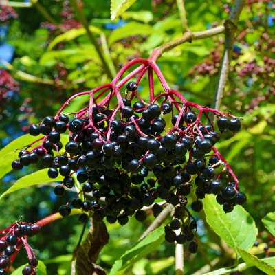 Sambucus nigra 'Haiddegg 17' - Sureau à gros fruits noirs
