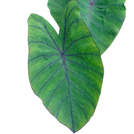 Colocasia esculenta 'Blue Hawaii' - Taro royal hawaïen