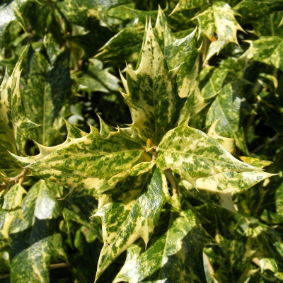 Osmanthus heterophyllus 'Goshiki' - Osmanthe panaché tricolor à feuilles de houx