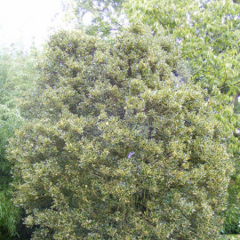 Ilex aquifolium 'Argentea Marginata' - Houx commun panaché blanc femelle