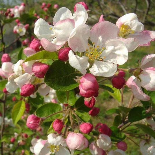 Malus Perpetu 'Evereste' - Pommier à fleurs blanc rose